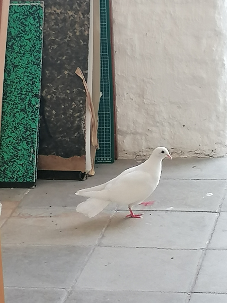 Une colombe visite l'atelier, photo de Nele Doensen