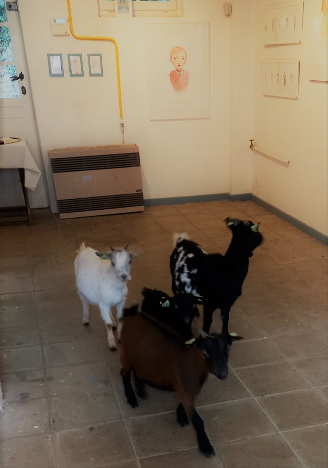 Visite des chèvres dans l'atelier